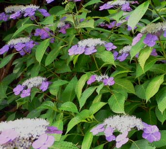 ガーデニング・植栽・鎌倉市