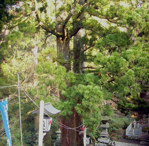 樹木　杉