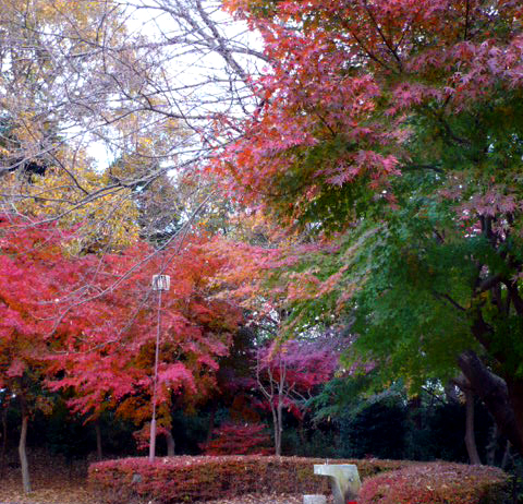 庭・紅葉