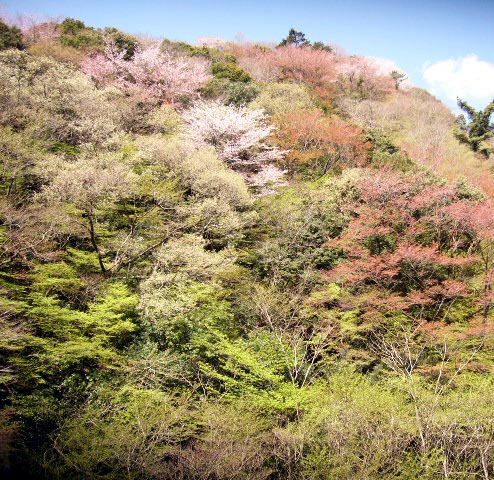 ガーデニング・湘南