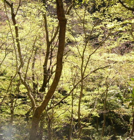 庭・造園