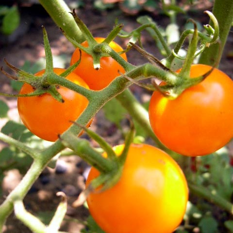 ガーデニング・野菜づくり