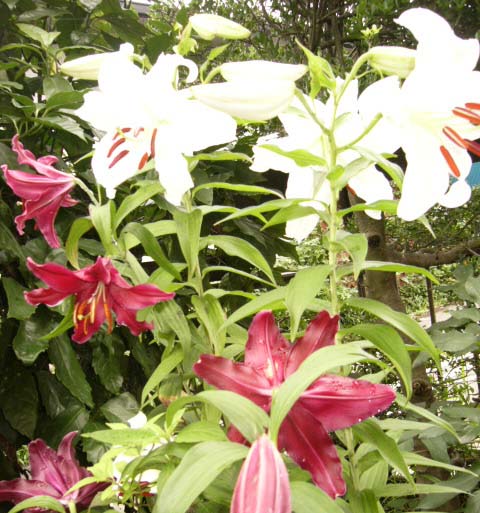 植木屋 藤沢