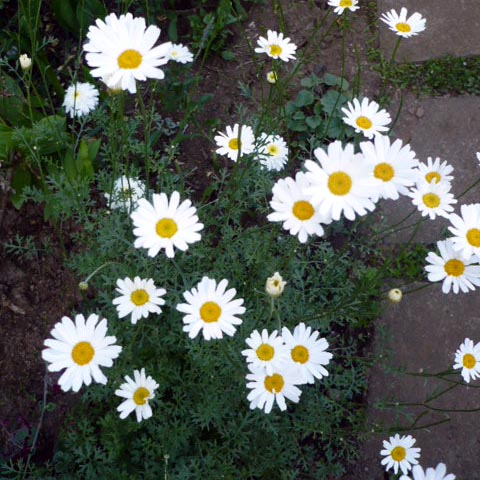 ガーデニング・除虫菊