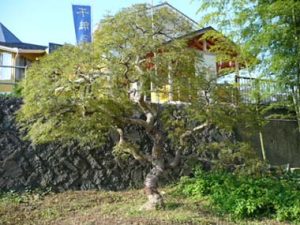 横浜市の植木剪定・青枝垂れモミジ
