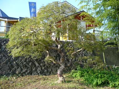 横浜市の植木剪定・青枝垂れモミジ