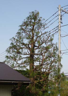 横浜市の植木剪定・イトヒバ