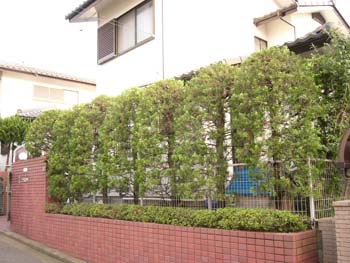 横浜市の植木剪定 カイヅカイブキ生垣 エクステリア 造園工事 ガーデニング 剪定は横浜 藤沢の平野造園