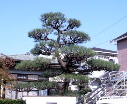 藤沢市の植木剪定・松のもみあげ