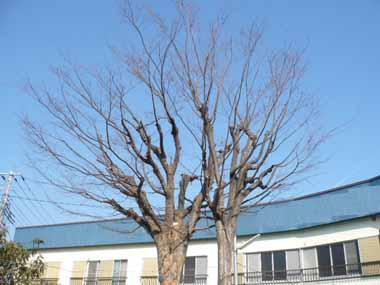 横浜市の植木剪定・ケヤキとニレの枝おろし