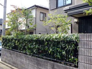 横浜市の植木剪定・植木と生垣剪定