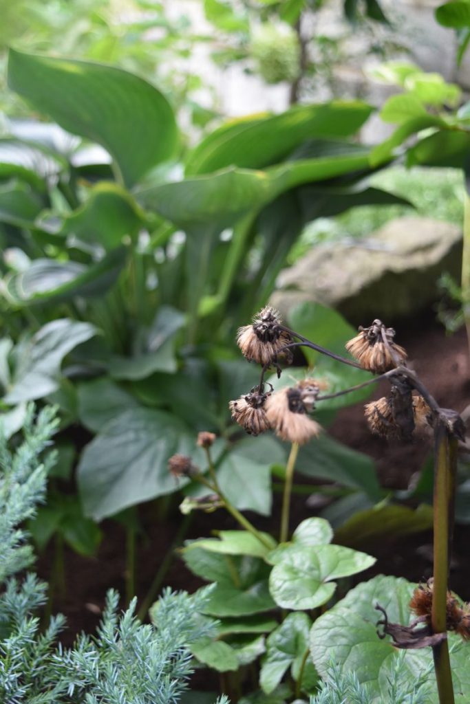 植栽