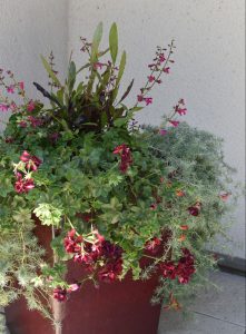 春の寄植え