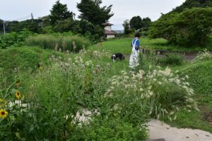 造園工事・植栽/茅ヶ崎市/ 築山と宿根草が呼応する里山の庭 造園工事・植栽/茅ヶ崎市/ 築山と宿根草が呼応する里山の庭